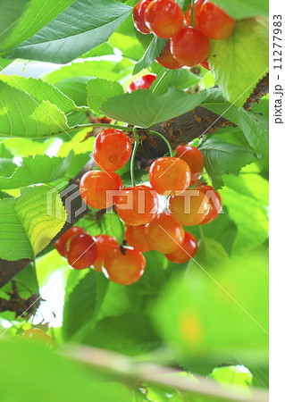 サクランボ狩り 11277983