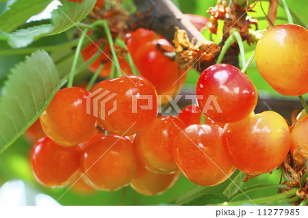 サクランボ狩り 11277985