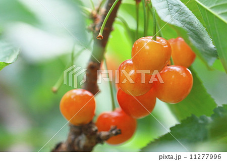 サクランボ狩り 11277996