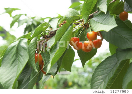 サクランボ狩り 11277999