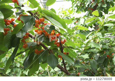 サクランボ狩り 11278000