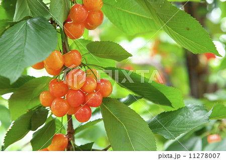 サクランボ狩り 11278007