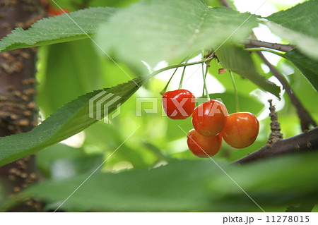 サクランボ狩り 11278015