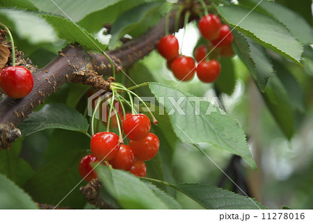 サクランボ狩り 11278016