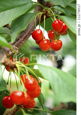 サクランボ狩り 11278017