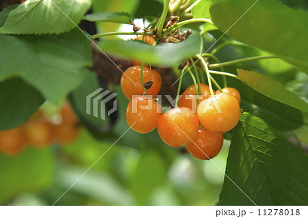 サクランボ狩り サクランボ狩り 11278018