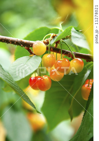 サクランボ狩り 11278021