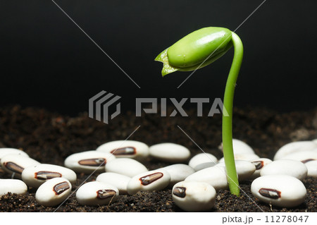 Successful seedling growth 11278047