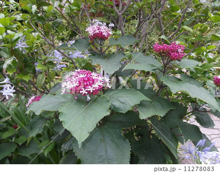 夏の花＿アマギノクサキ 11278083