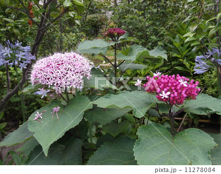 夏の花＿アマギノクサキ 11278084