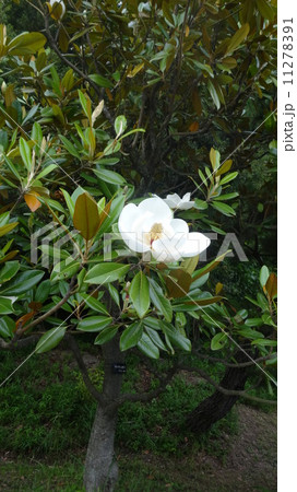 タイサンボク 11278391