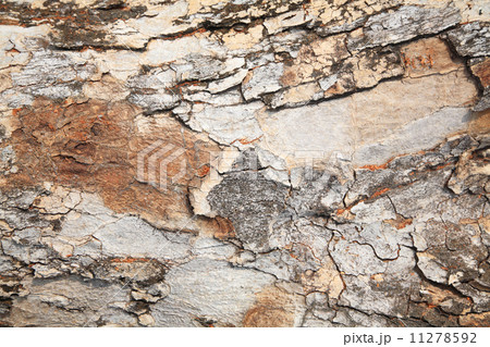 grunge tree bark texture grunge tree bark texture 11278592