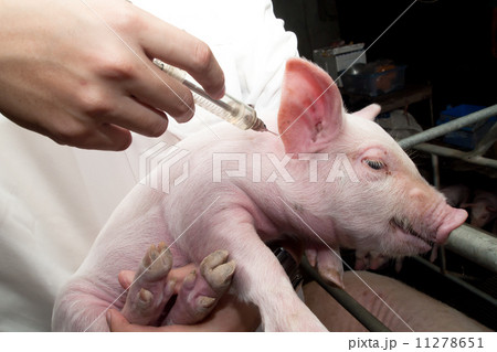 doctor holding swine flu vaccine syringe 11278651