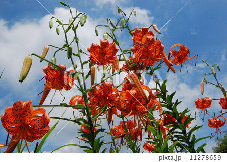 オニユリ オニユリ 11278659