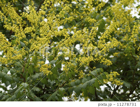 モクゲンジ モクゲンジ 11278731