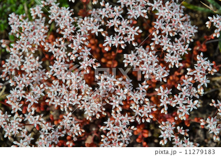 Background of white stonecrop 11279183