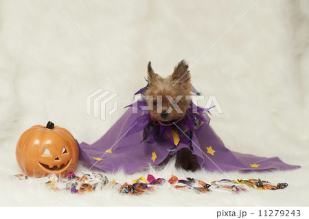 ハロウィーン ハロウィーン 11279243