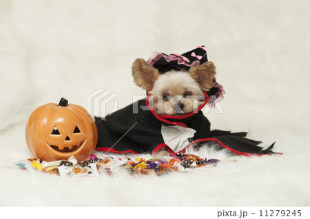 ハロウィーン 11279245