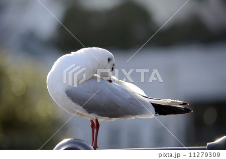 ユリカモメ 11279309