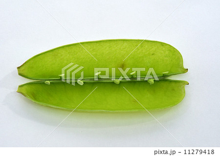 さやえんどう さやえんどう 11279418