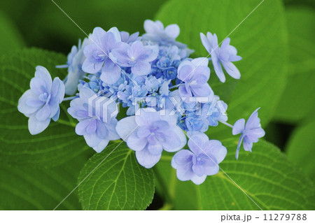アジサイ　青花 11279788