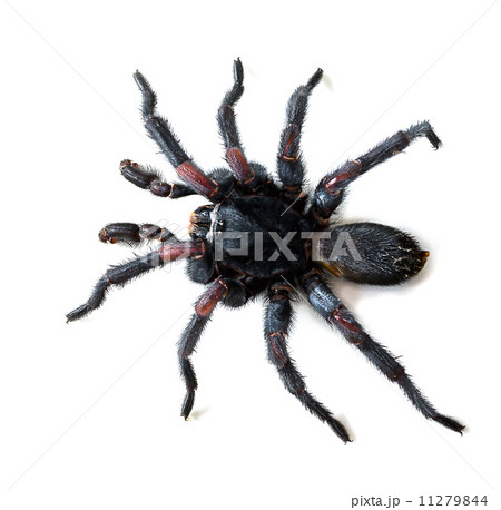 Thai Tarantula on white background Thai Tarantula on white background 11279844