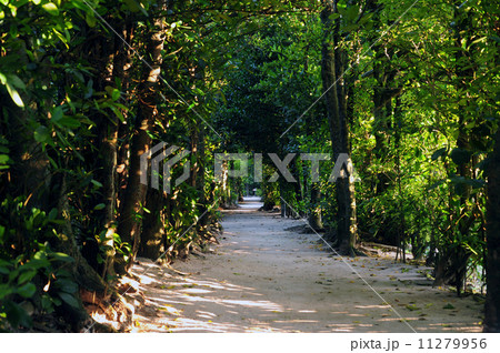 備瀬のフクギ並木-9 備瀬のフクギ並木-9 11279956