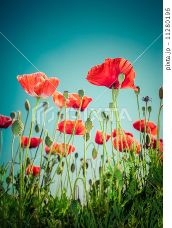 Abstract floral background with wild poppy flowers on meadow 11280196