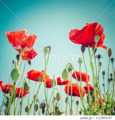 Abstract floral background with wild poppy flowers on meadow Abstract floral background with wild poppy flowers on meadow 11280197