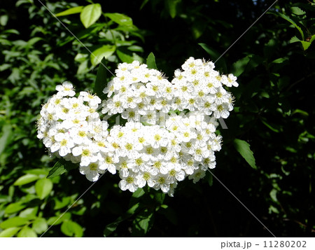 こでまり 11280202