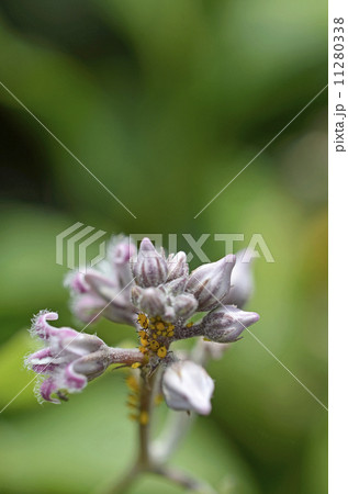 ガガイモ ガガイモ 11280338