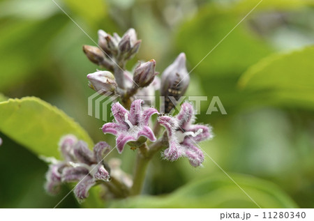 ガガイモ 11280340