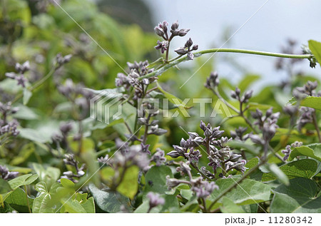 ガガイモ 11280342