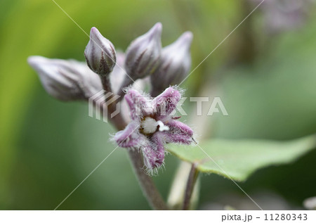 ガガイモ 11280343