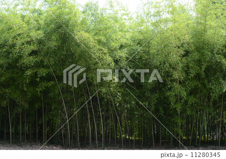 竹藪 11280345