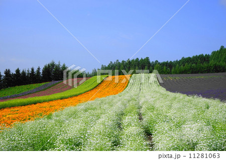 7月花　カスミソウ・ナデシコ科16富田ファーム 11281063