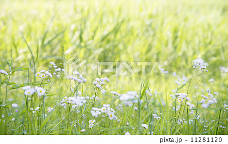 萌える草花 萌える草花 11281120