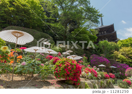 當麻寺 護念院のツツジと牡丹(横位置) 當麻寺 護念院のツツジと牡丹(横位置) 11281250