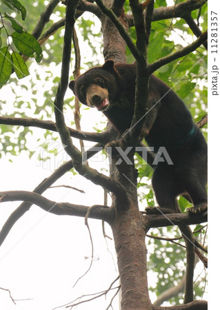 Sun Bear(マレーグマ) Sun Bear(マレーグマ) 11281357
