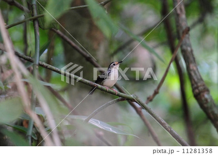 Striped Wren-Babbler（シラフサザイチメドリ） 11281358