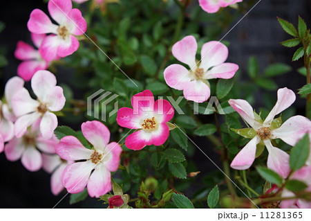 薔薇ミニバラ盆栽（四方の春） 11281365