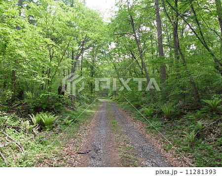 林道・自然イメージ（２） 11281393