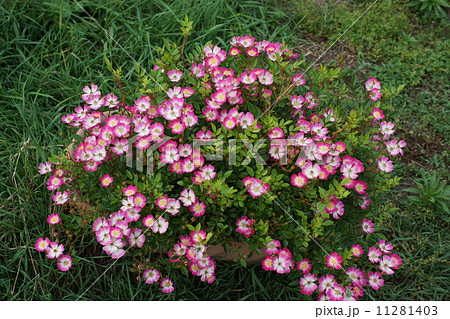 薔薇ミニバラ盆栽（四方の春） 11281403