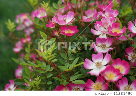 薔薇ミニバラ盆栽(あずみの) 薔薇ミニバラ盆栽(あずみの) 11281490