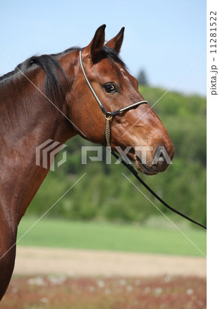 Nice brown horse with show halter, looking at you Nice brown horse with show halter, looking at you 11281522