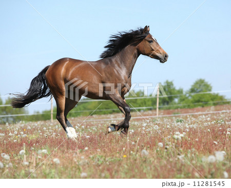 Amazing brown sport pony running on pasturage 11281545