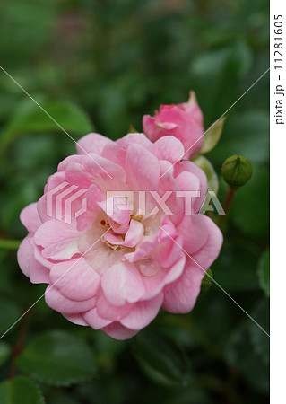 薔薇ミニバラ盆栽（ザフェアリー） 11281605