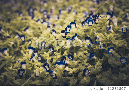 Torenia or Wishbone flowers vintage Torenia or Wishbone flowers vintage 11281807