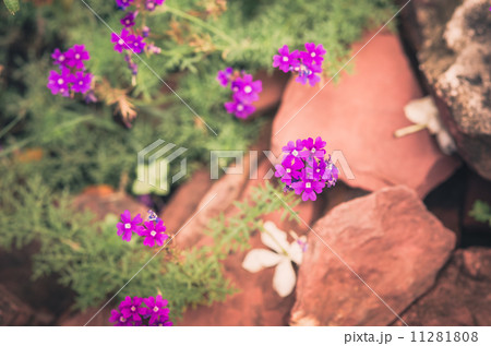 violets flowers field vintage violets flowers field vintage 11281808