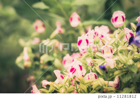 Torenia or Wishbone flowers vintage 11281812